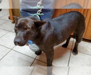 Lab-Pointer Dogs for adoption in Venus, TX, USA