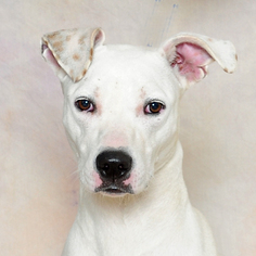 American Pit Bull Terrier-Unknown Mix Dogs for adoption in Danville, KY, USA