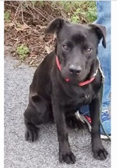 Mutt Dogs for adoption in Red Lion, PA, USA