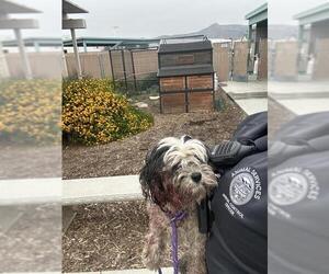Poodle (Miniature)-Unknown Mix Dogs for adoption in Corona, CA, USA