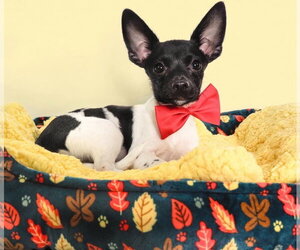 Chihuahua-Unknown Mix Dogs for adoption in Phoenix, AZ, USA