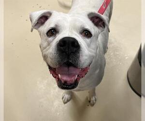 Boxer-Unknown Mix Dogs for adoption in Center Township, PA, USA