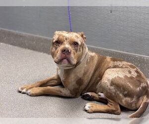 American Pit Bull Terrier-Unknown Mix Dogs for adoption in Las Vegas, NV, USA