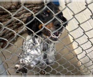 English Setter Dogs for adoption in Olathe, KS, USA