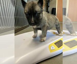 German Shepherd Dog-Unknown Mix Dogs for adoption in Santa Cruz, CA, USA