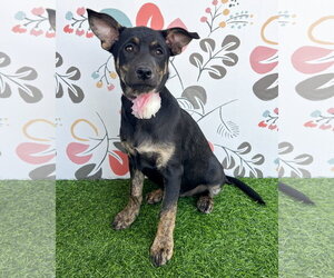 Mutt Dogs for adoption in Corona, CA, USA