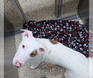 Mutt Dogs for adoption in Martinsburg, WV, USA