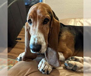 Basset Hound Dogs for adoption in Deepwater, NJ, USA