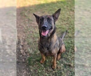 Mutt Dogs for adoption in Riverside, CA, USA