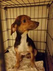 American Rat Pinscher Dogs for adoption in Bronx, NY, USA