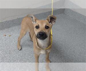 Black Mouth Cur-Unknown Mix Dogs for adoption in Pasadena, TX, USA