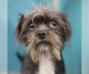 Shih Tzu-Unknown Mix Dogs for adoption in San Antonio, TX, USA