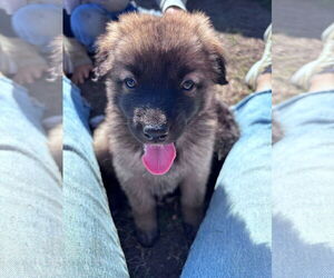 German Shepherd Dog-Unknown Mix Dogs for adoption in Princeton, MN, USA
