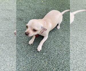 Chihuahua-Unknown Mix Dogs for adoption in Phoenix, AZ, USA