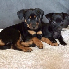 Doxie-Pin Dogs for adoption in Brownsboro, AL, USA