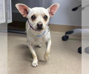 Chihuahua Dogs for adoption in Aurora, CO, USA