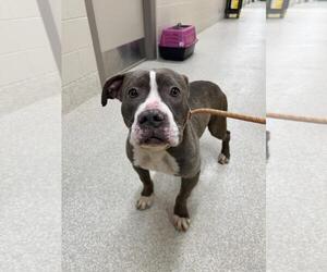 American Pit Bull Terrier Dogs for adoption in Saginaw, MI, USA