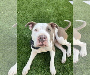 American Pit Bull Terrier-Unknown Mix Dogs for adoption in Chandler, AZ, USA
