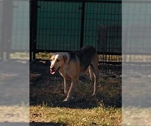 American Foxhound Dogs for adoption in Orange Grove, TX, USA
