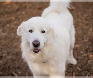 Great Pyrenees Dogs for adoption in Santa Cruz, CA, USA