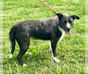 Mutt Dogs for adoption in Abbeville, LA, USA