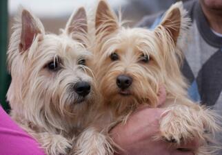 Cairn Terrier Dogs for adoption in Westminster, MD, USA