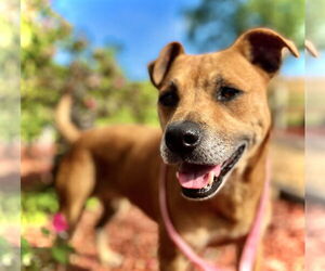 Shiba Inu Dogs for adoption in Pacolet, SC, USA