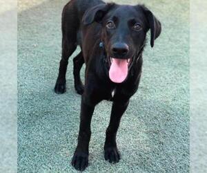 Doberman Pinscher Dogs for adoption in Tempe, AZ, USA
