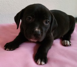 Small Labrador Retriever Mix