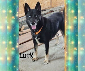 German Shepherd Dog-Unknown Mix Dogs for adoption in Red Lodge, MT, USA