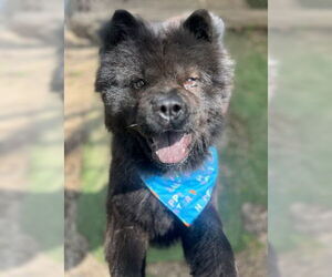 Chow Chow Dogs for adoption in Ventura, CA, USA