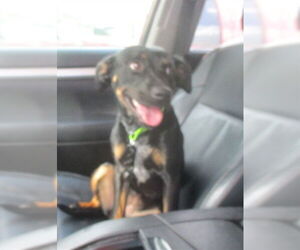 Miniature Pinscher-Unknown Mix Dogs for adoption in Ocala, FL, USA