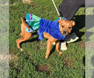 Bullboxer Pit Dogs for adoption in Evansville, IN, USA