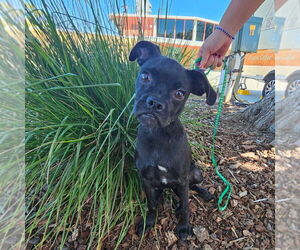 Pug Dogs for adoption in Chico, CA, USA