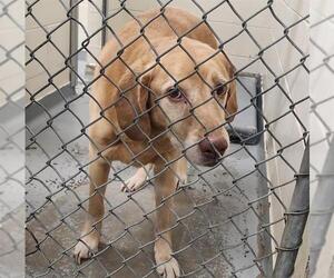 Labrador Retriever-Unknown Mix Dogs for adoption in Anchorage, AK, USA