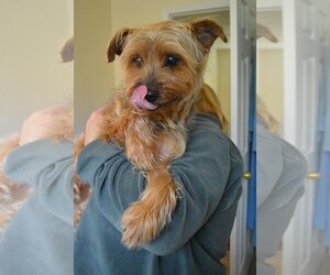 Australian Terrier-Unknown Mix Dogs for adoption in Arlington, WA, USA