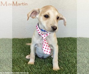 Jack Russell Terrier-Unknown Mix Dogs for adoption in San Diego, CA, USA