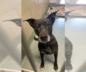 Labrador Retriever-Unknown Mix Dogs for adoption in Baytown, TX, USA