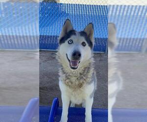 Siberian Husky Dogs for adoption in HESPERIA, CA, USA