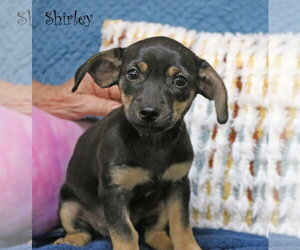 Chiweenie Dogs for adoption in Wakefield, RI, USA