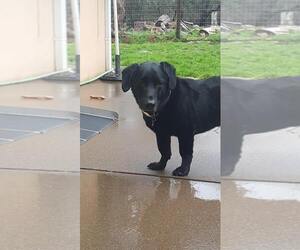 Basset Hound-Labrador Retriever Mix Dogs for adoption in Carmichael, CA, USA