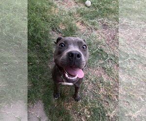 American Pit Bull Terrier-Unknown Mix Dogs for adoption in Shillington, PA, USA