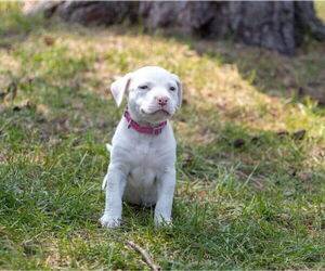 Staffordshire Bull Terrier-Unknown Mix Dogs for adoption in Brooklyn Center, MN, USA