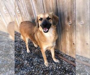 Beago Dogs for adoption in El Cajon, CA, USA