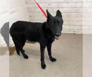 German Shepherd Dog-Unknown Mix Dogs for adoption in San Bernardino, CA, USA