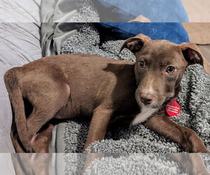 Mutt Dogs for adoption in Oakhurst, NJ, USA