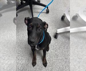 American Pit Bull Terrier-Unknown Mix Dogs for adoption in Pasadena, TX, USA
