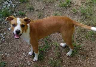 Rat Terrier Dogs for adoption in White River Junction, VT, USA