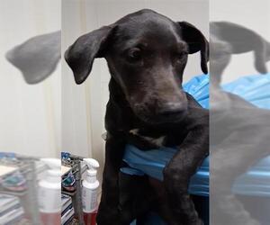 Great Dane-Labrador Retriever Mix Dogs for adoption in Bakersfield, CA, USA