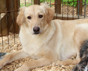 Australian Retriever Dogs for adoption in Eureka Springs, AR, USA